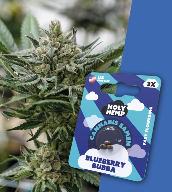 HolyHemp Cannabissamen "Blueberry Bubba" - 3 Samen