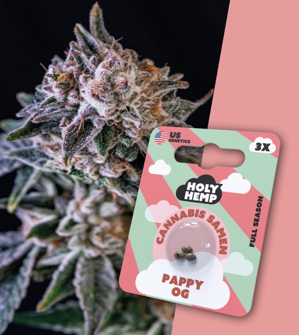 HolyHemp Cannabissamen "Pappy OG" - 3 Samen