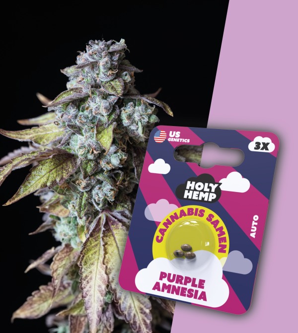 HolyHemp Cannabissamen "Purple Amnesia" - 3 Samen